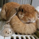 可愛小兔透明毛髮收納盒