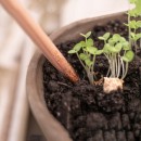 種子鉛筆 種子鉛筆