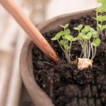 種子鉛筆 種子鉛筆