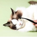 宠物泪痕刷 宠物泪痕刷