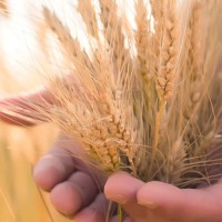 [Red Gift 禮品紅]一“麥”相“誠”，面面俱到