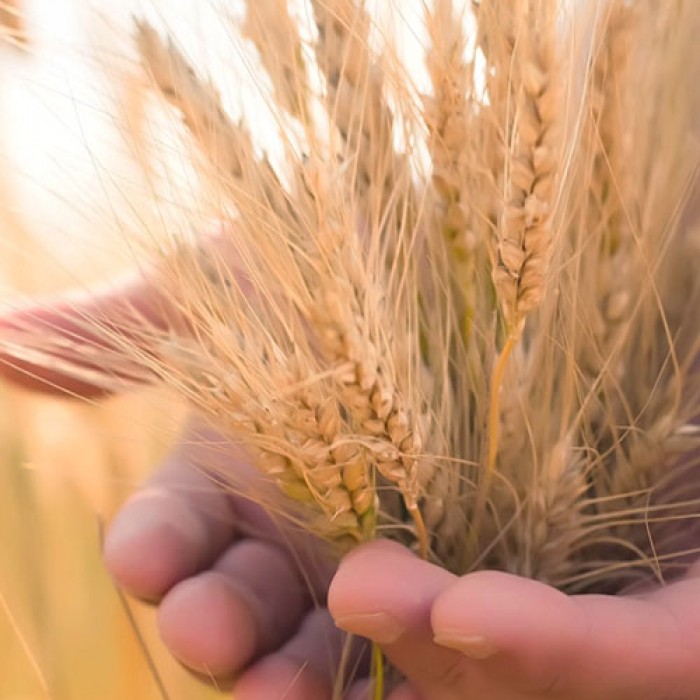 [Red Gift 禮品紅]一“麥”相“誠”，面面俱到