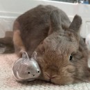 可愛小兔透明毛髮收納盒