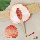 夏天爆款水果扇